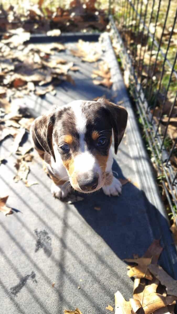Mini Dachshund image 8