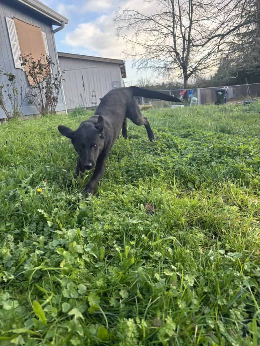 Belgian/Lab Mix Puppy image 4
