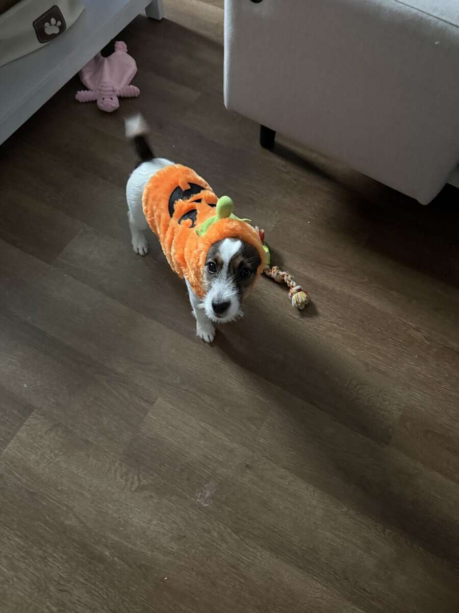 Need to rehome my 9 month old puppy image 2