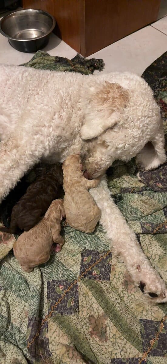 Golden doodles image 2