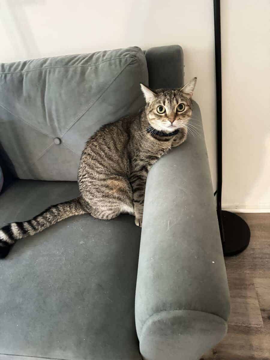 2 years old cat for adoption image 5