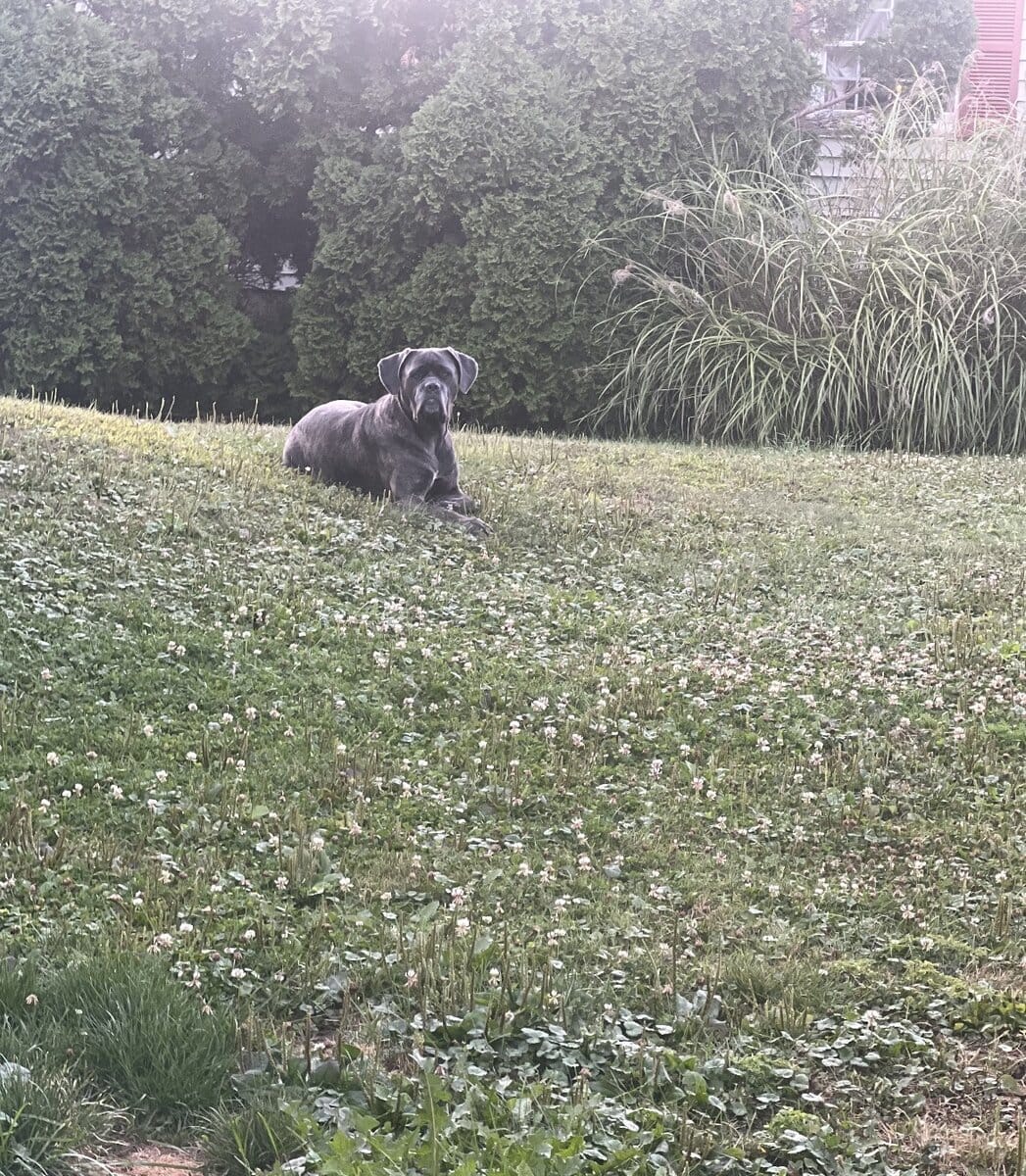 Energetic Female Cane Corso image 2