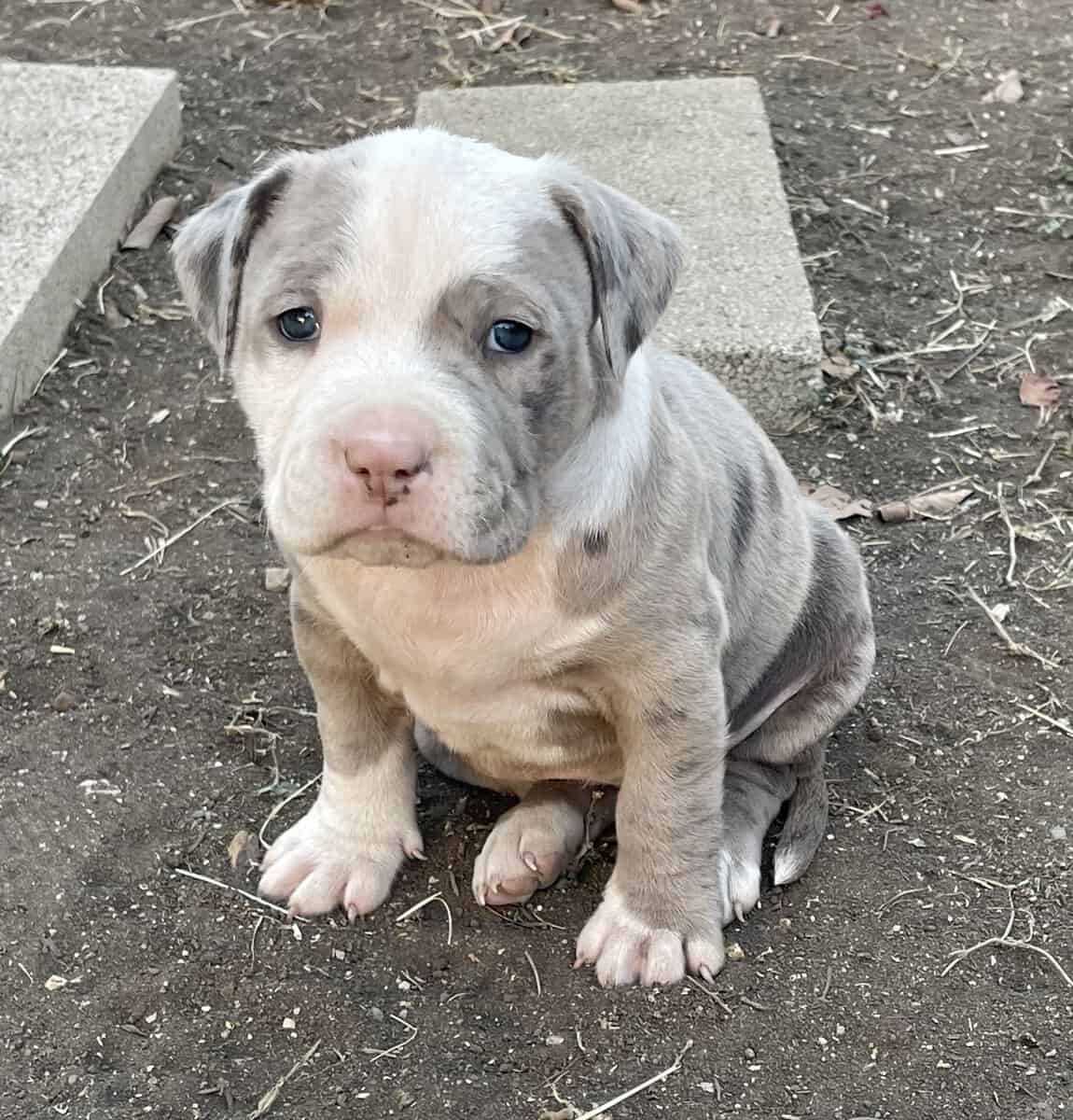 Bully pups image 7