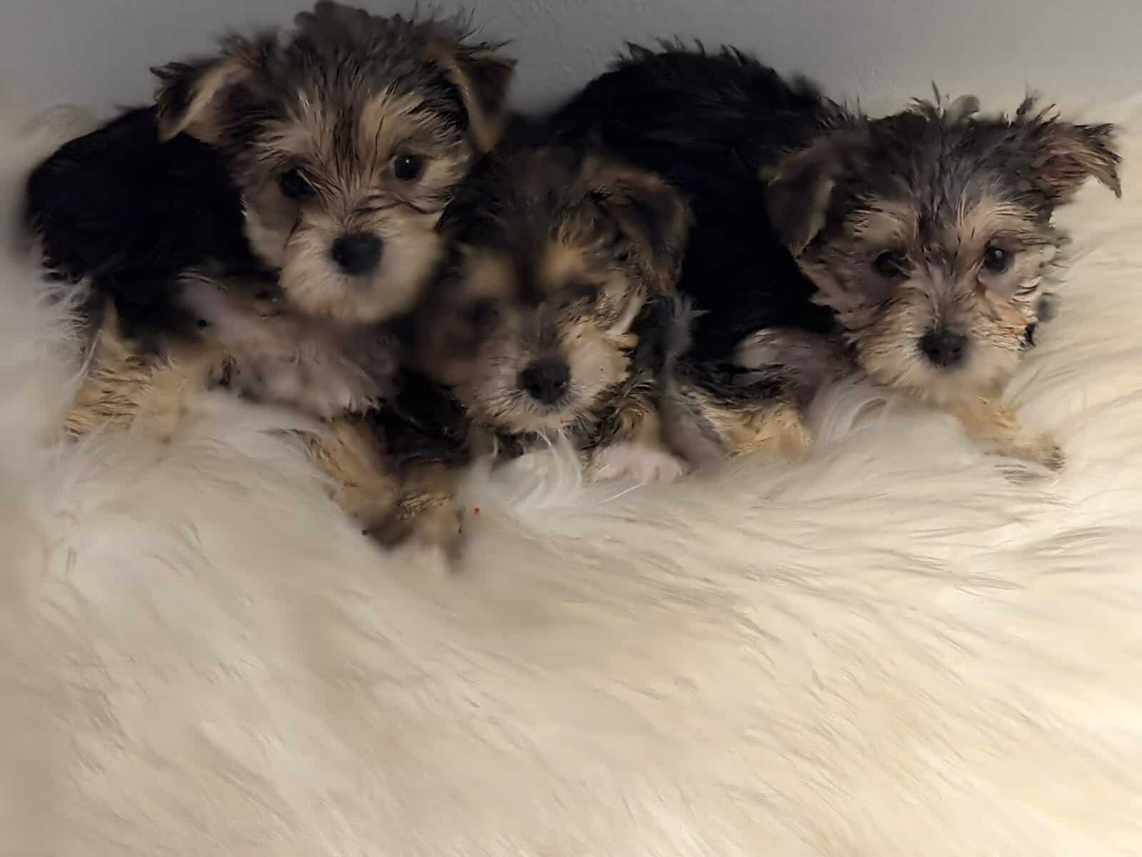 Playful Morkie Babies (Puppies) image 4