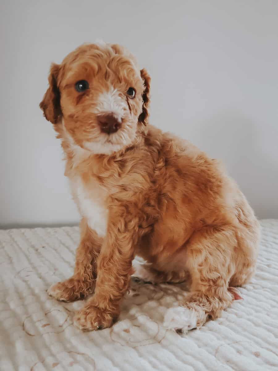 Multi-Gen Doodle Puppies for sale! image 9
