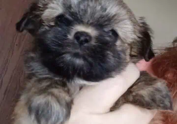 TEA CUP / Toy Shorkies