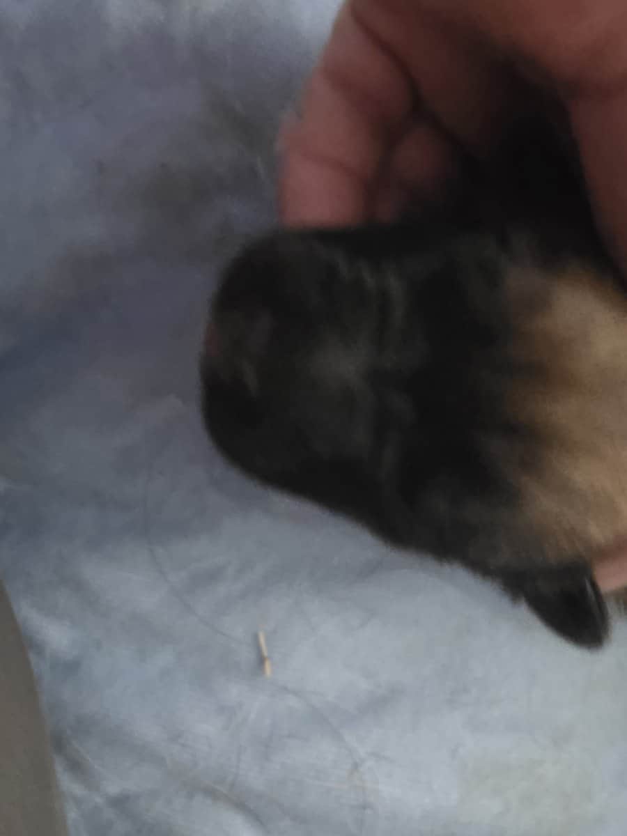 Your Trusted Malinois Breeders image 6