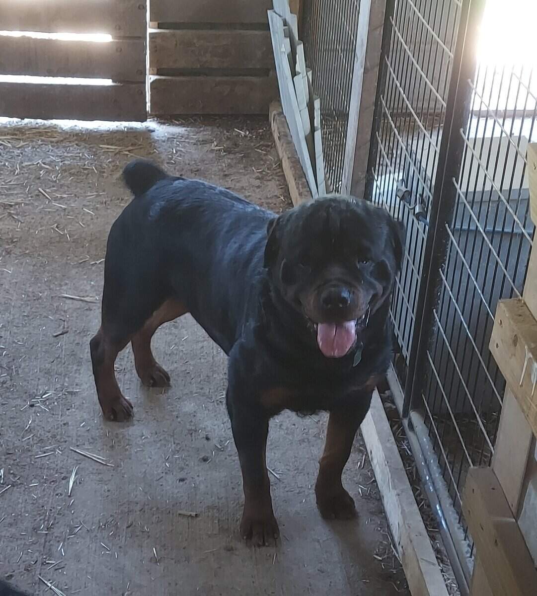 Akc Rottweiler image 3