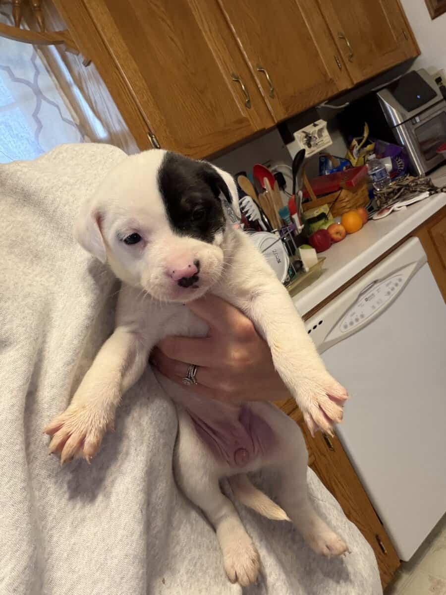 Puppies image 2