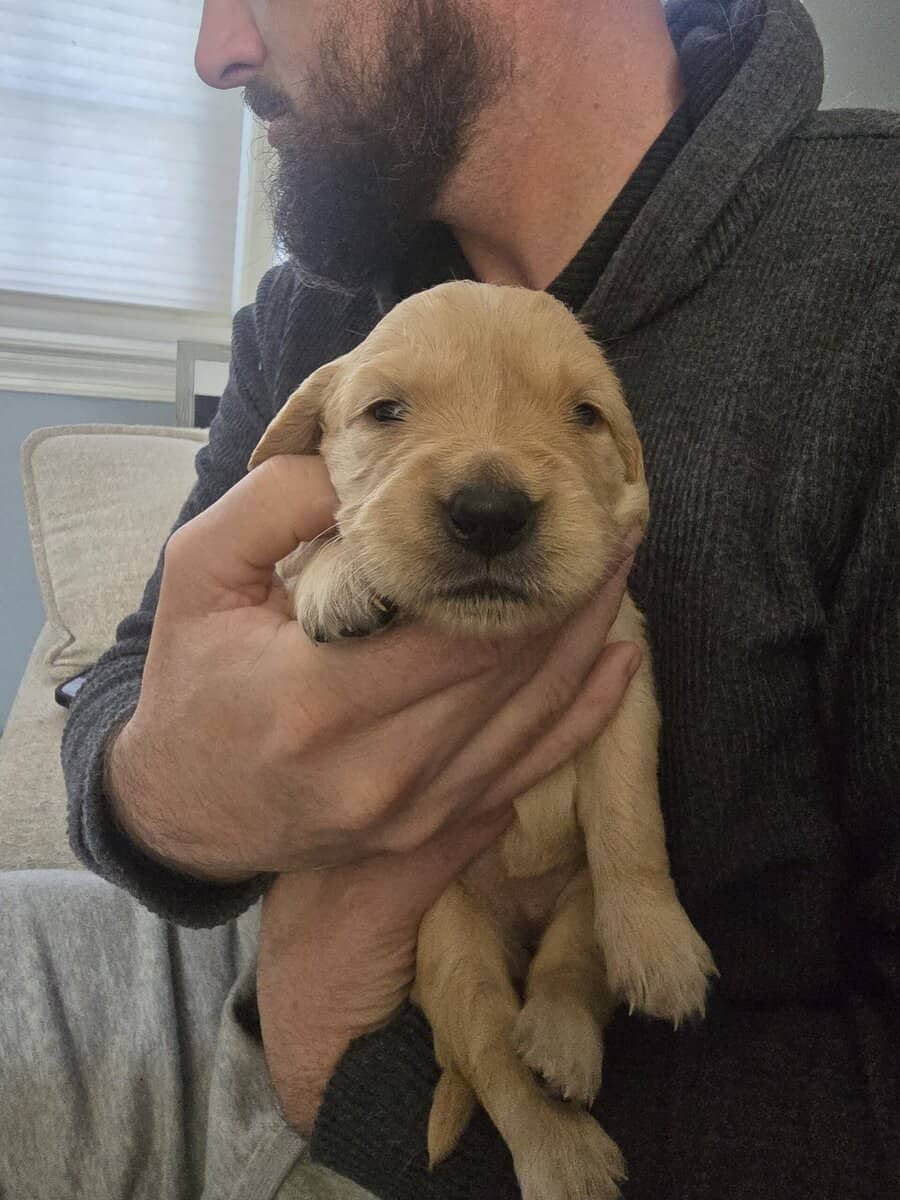 Puppy 2 image 2