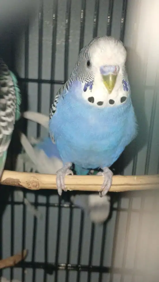 CottonCandy & Blueberry - 2 cute budgie siblings image 4