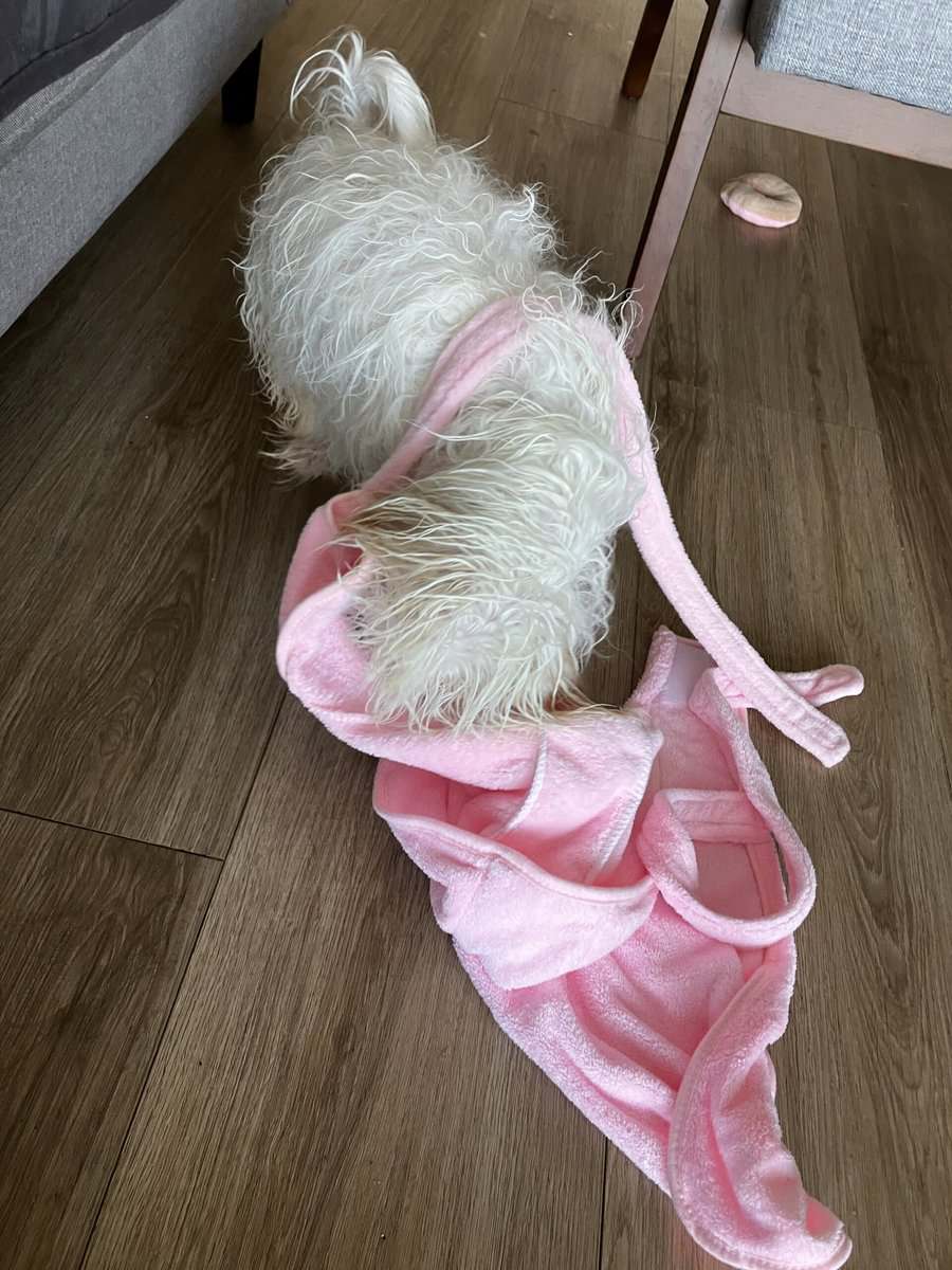 Maltese + Shih Tzu- 5 month old puppy image 5