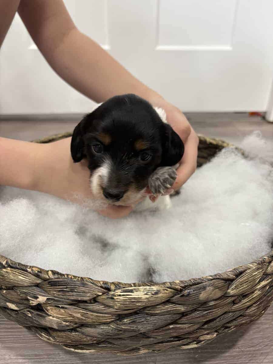 Purebred Miniature Dachshund puppies image 7