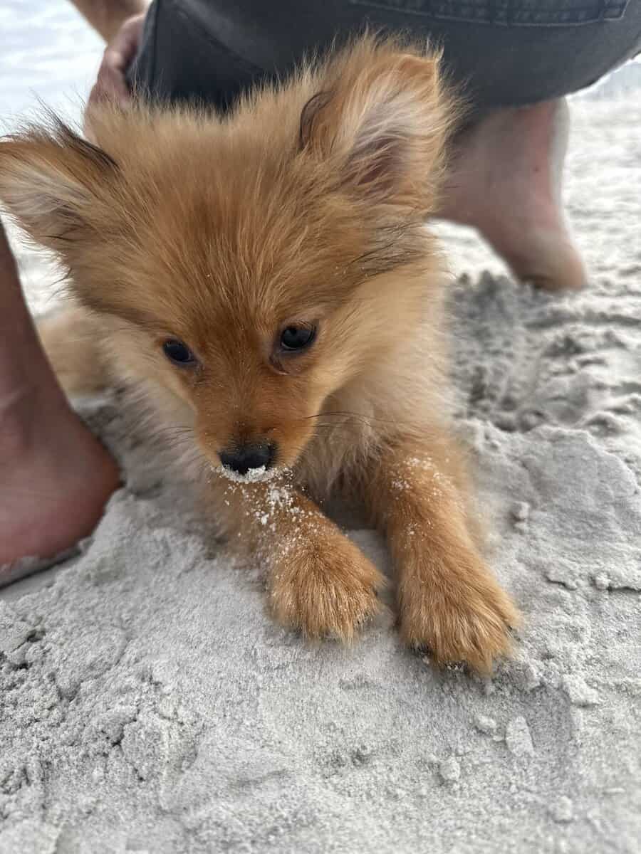 Pomeranian image 6