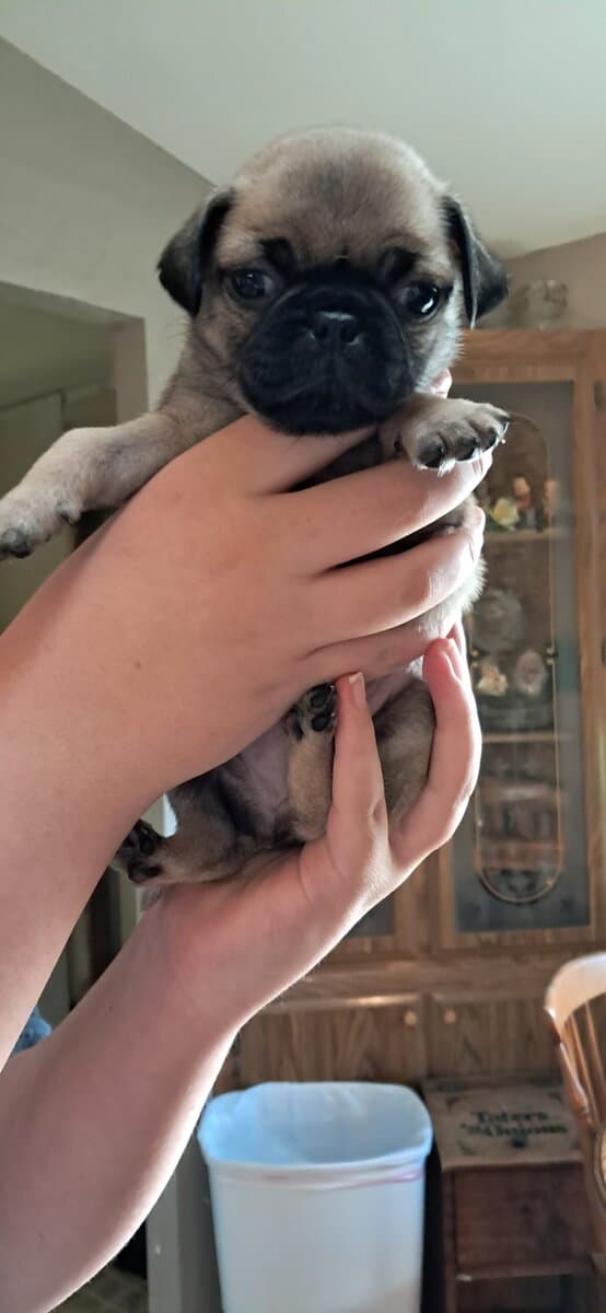 Pug puppies image 2