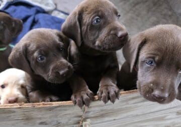 Lab Puppies for Adoption