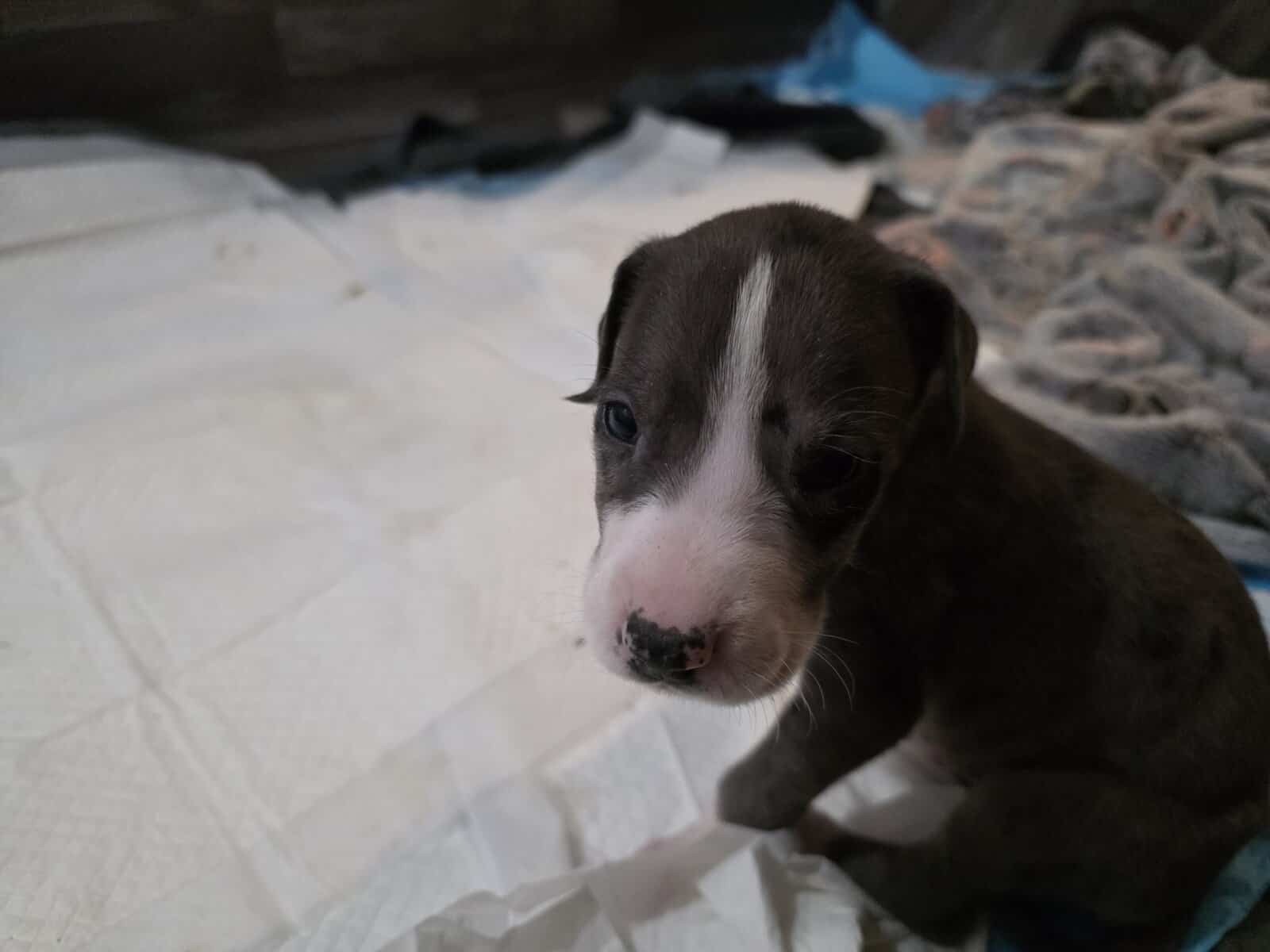 AKC Great Dane Puppies for sale image 7