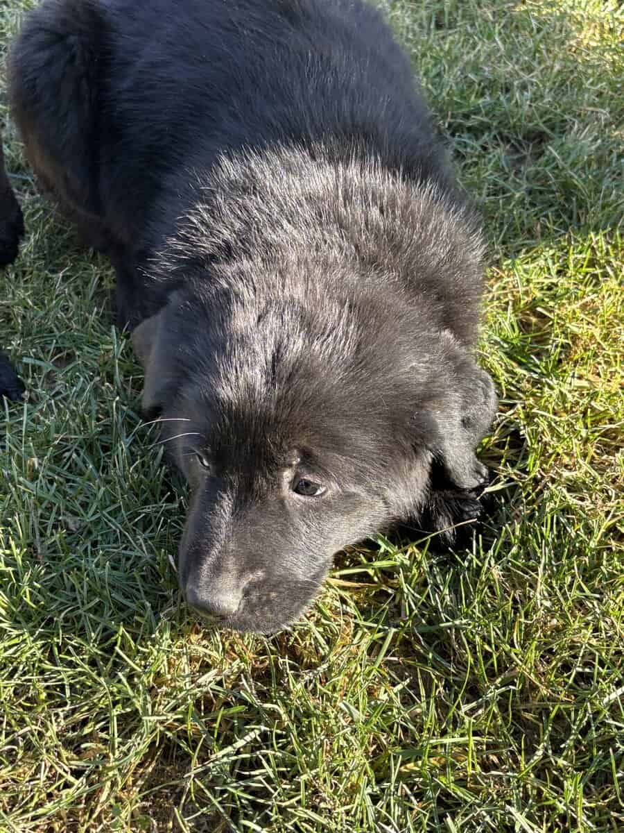 Golden retriever/German Shepherd image 2