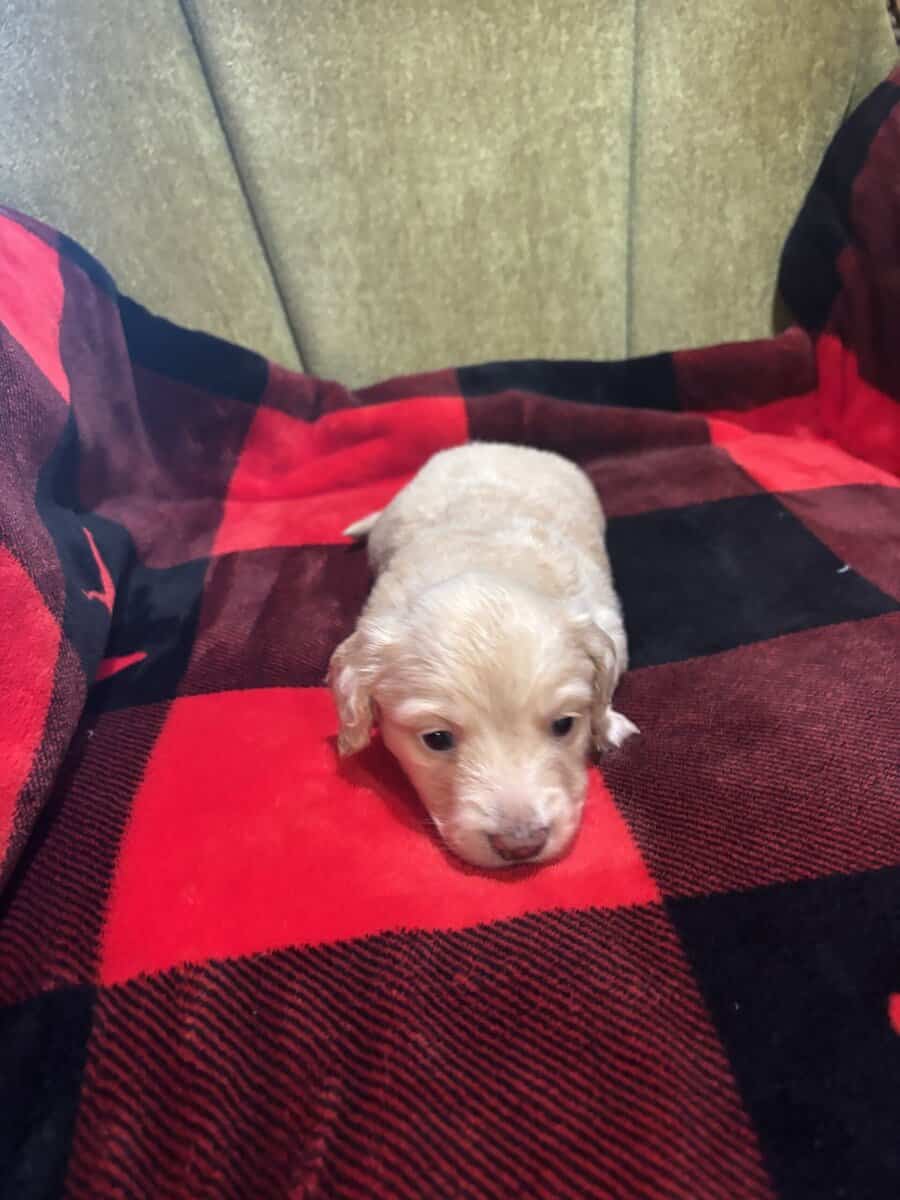 Beautiful English cream long hair puppies for sale image 6