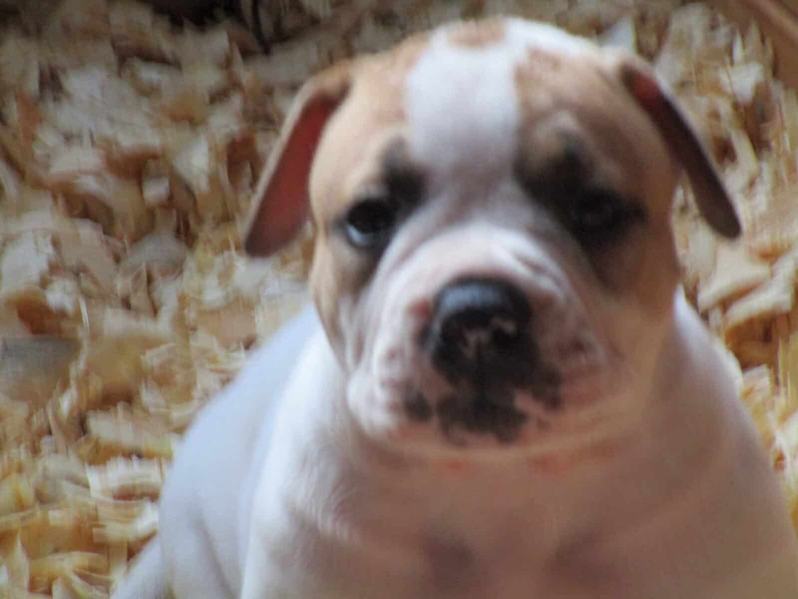 American Bulldog pup image 1