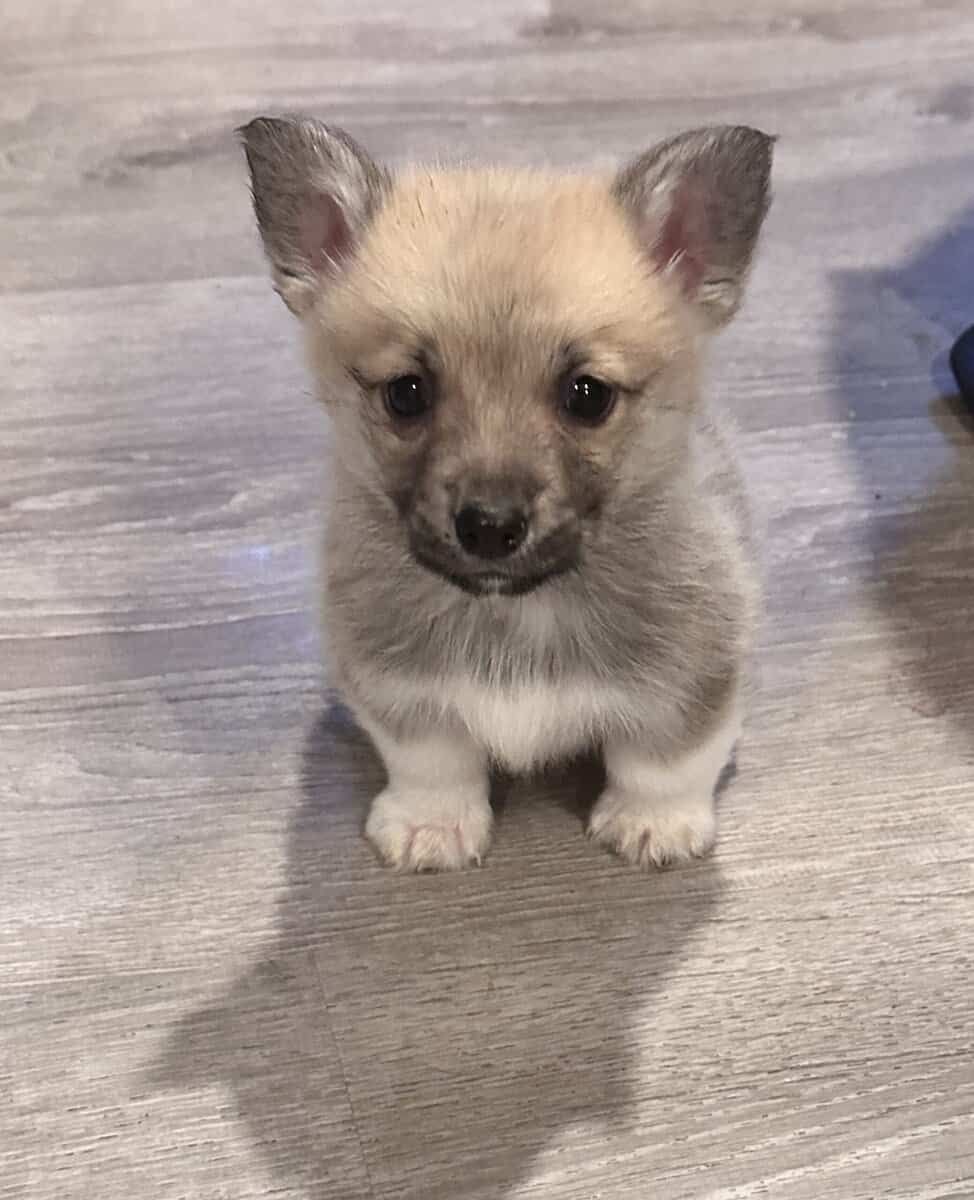Sweet Male corgi puppies image 2