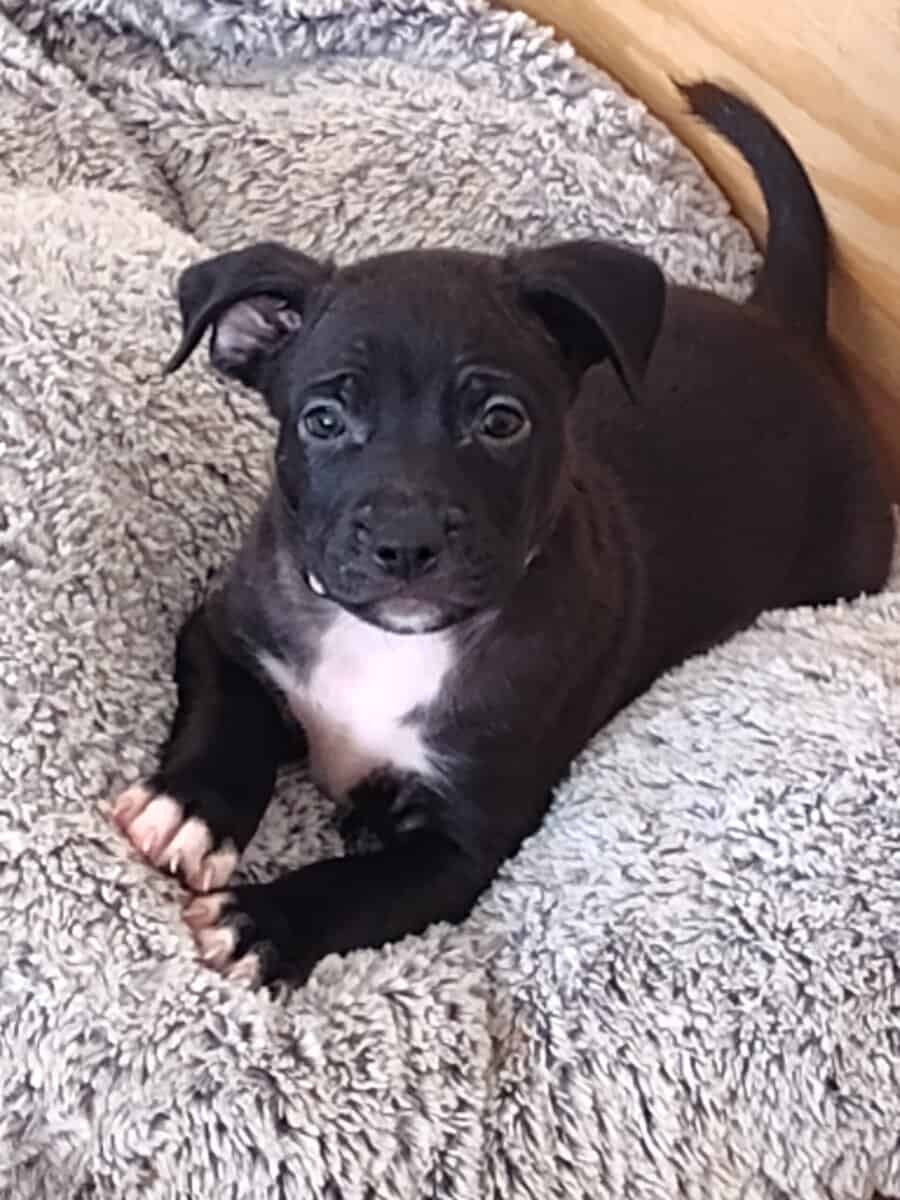 Pitmix puppies,beautiful, weaned and ready to go image 2