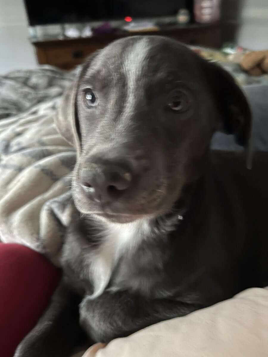 4Month old female Lab mix Free to good home image 3