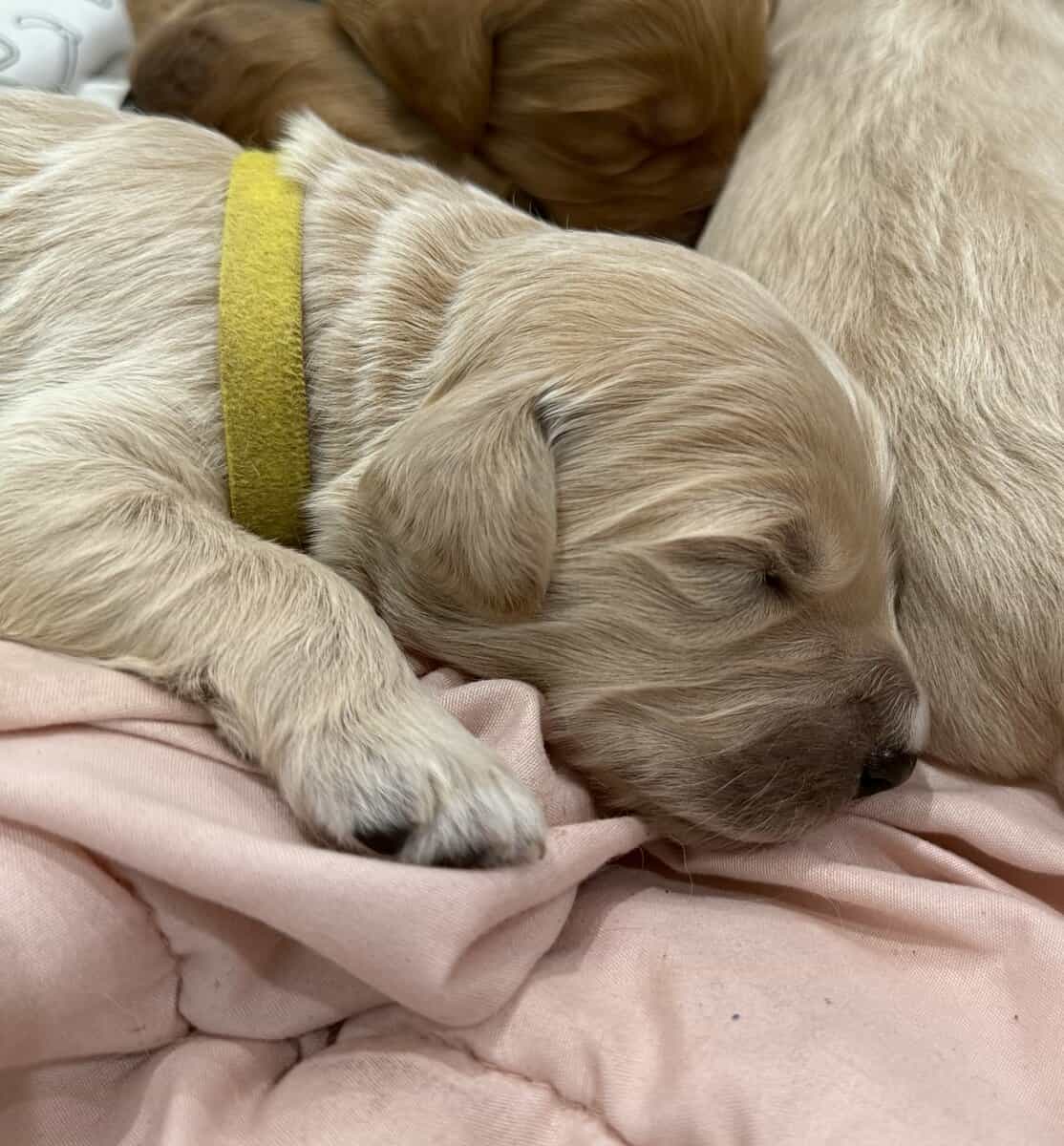 Goldendoodle Puppies - Super Cute! image 6