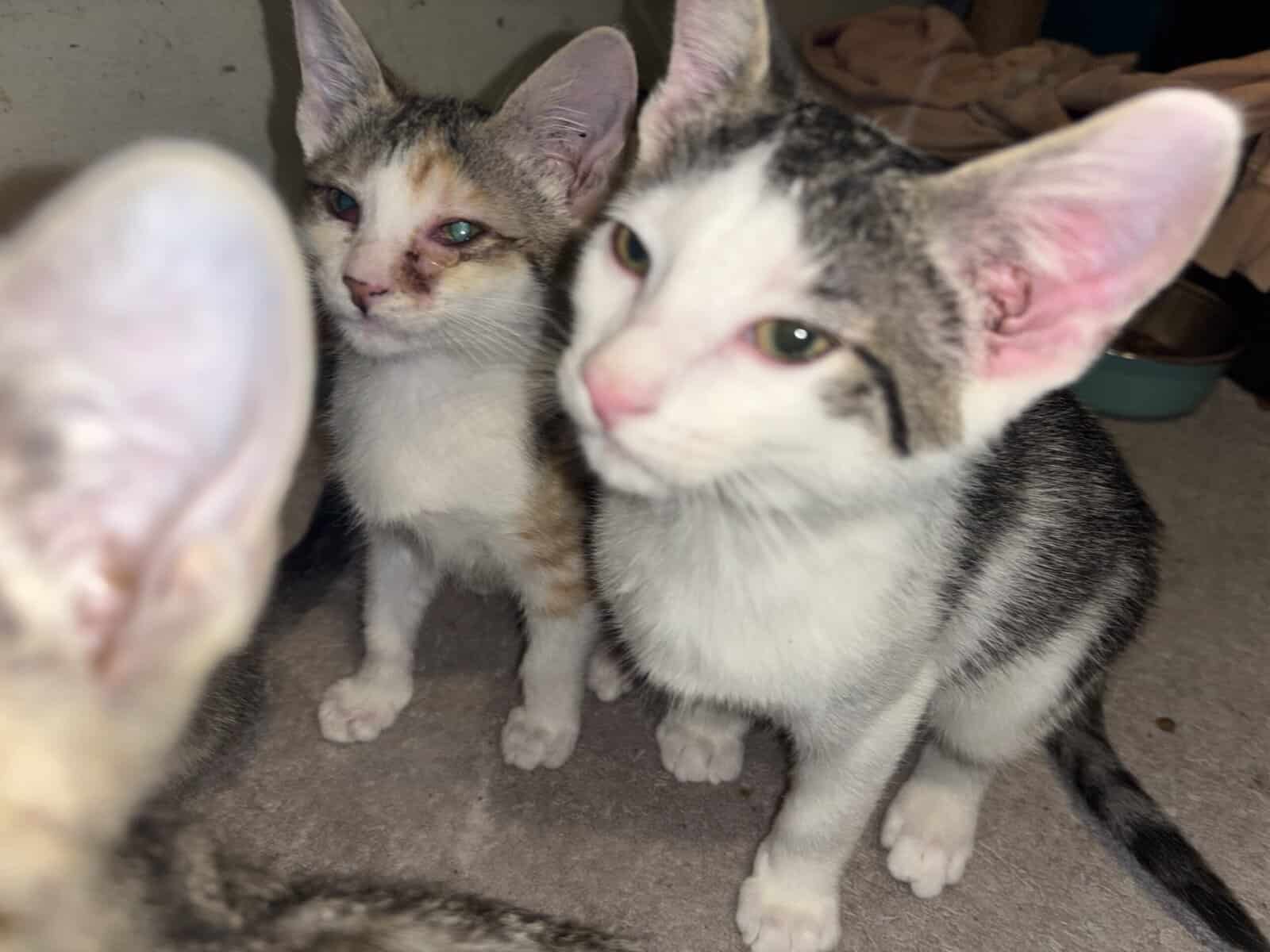 Kittens looking for good safe homes 150$ image 7