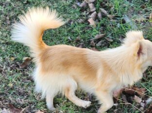 Longcoat male chihuahua