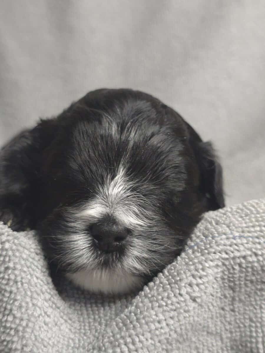 Adorable puppies looking for there forever home image 3