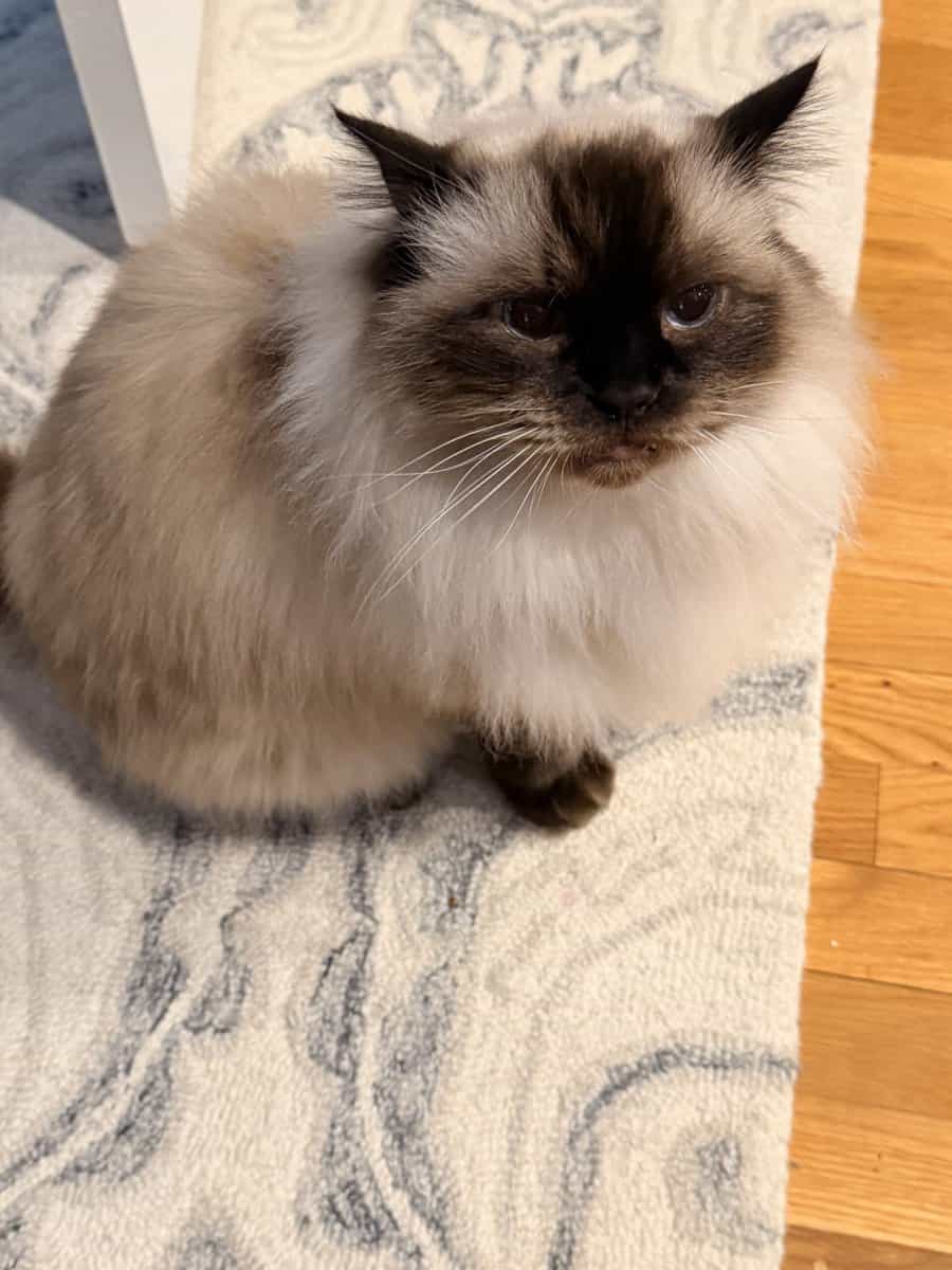 Purebred Ragdoll Cat, 10 year old image 3