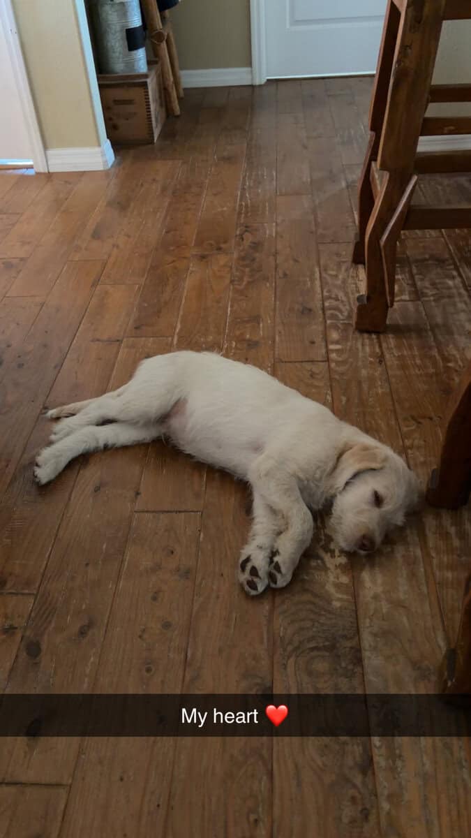 Labradoodle Puppy image 3