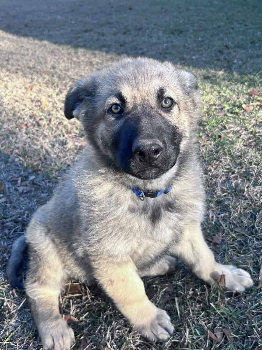German Shepherd Puppies image 10