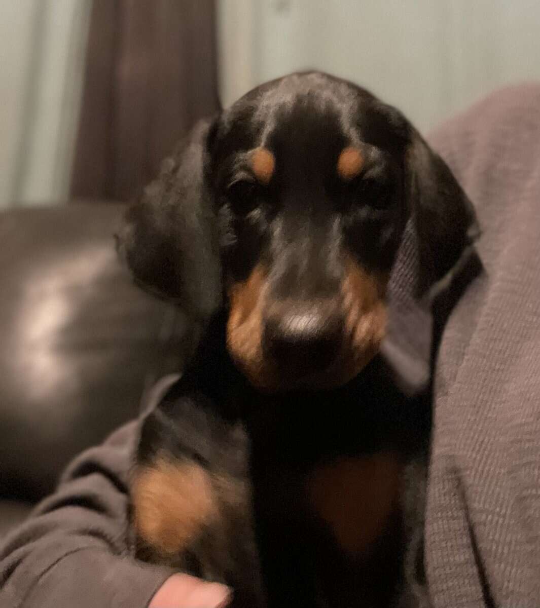 Doberman Puppies image 5