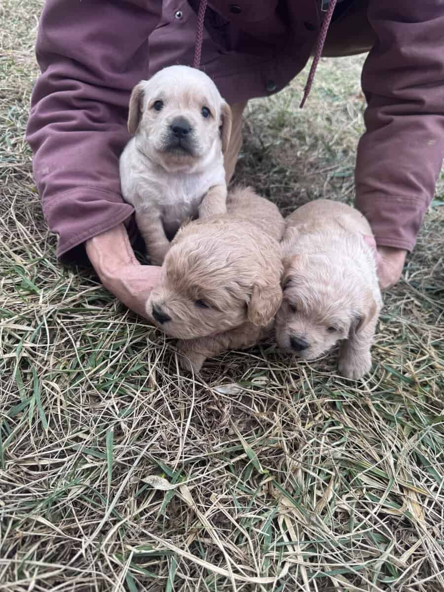 French bulldog/shihtzu/chihuahua mix puppies image 3