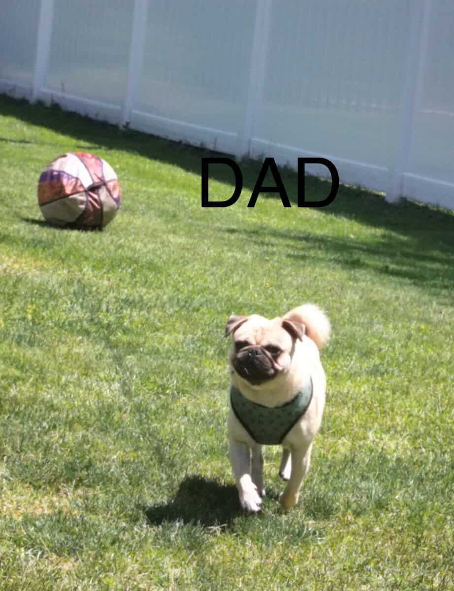 PUG PUPPIES!! image 21