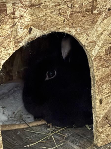 Lady Kluck image 1