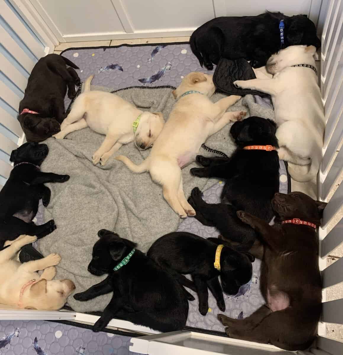 Labrador Retriever Puppies image 8