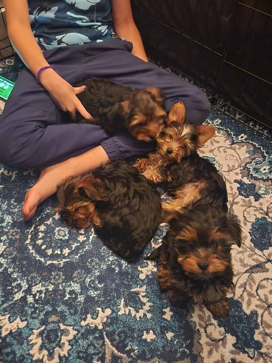 Yorkie puppies for sale image 18