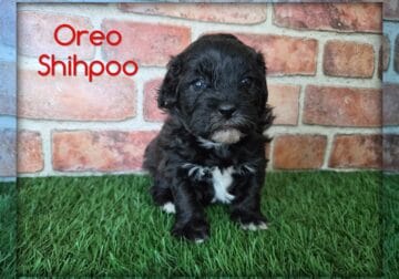 Oreo Male Shihpoo