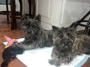 Cairn Terrier AKC Registered female