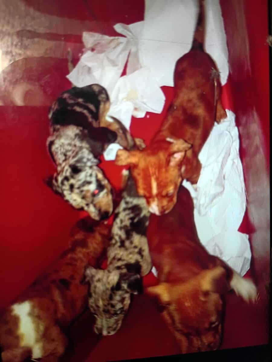 Pitbulls puppy 1 girl and 3 boys left image 11