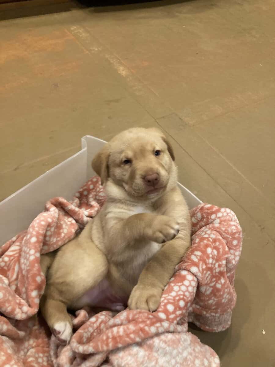 Lab mix puppies image 5