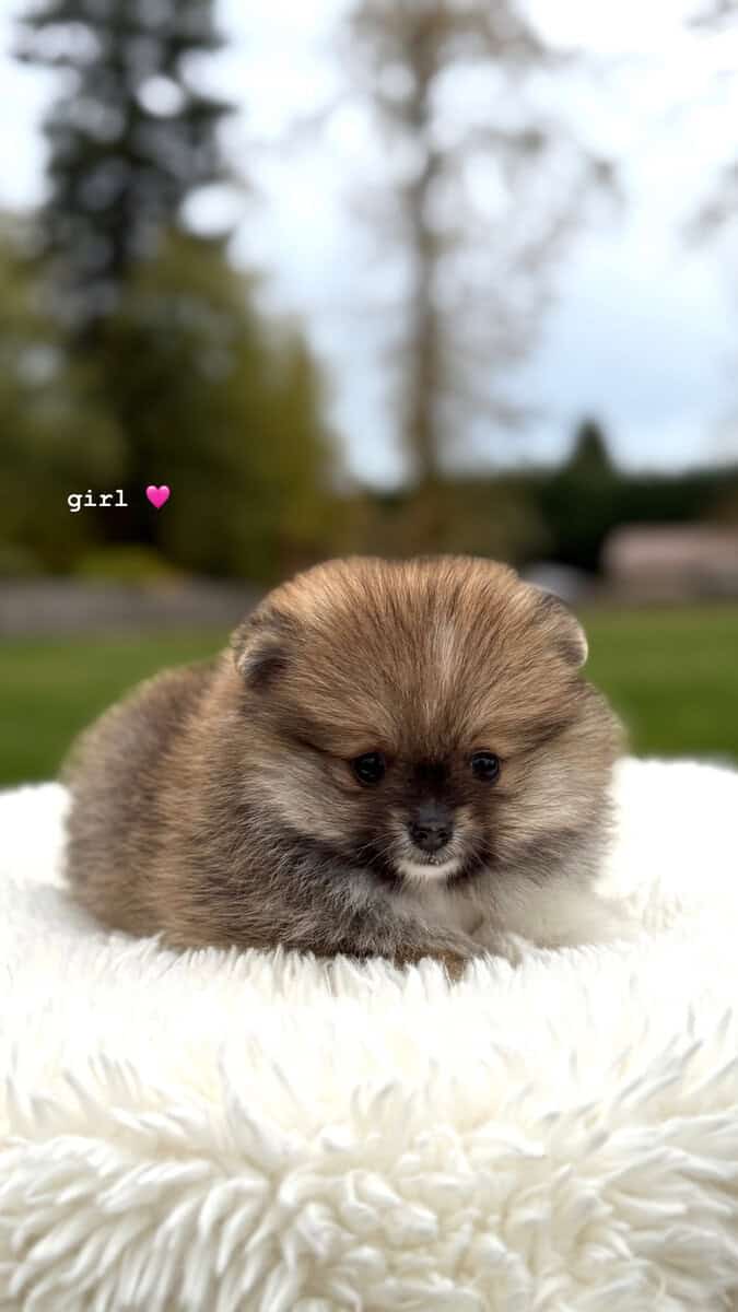 Pomeranians Looking for a New Home image 3