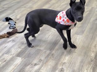 Bonnie ( 9 Months ) Female