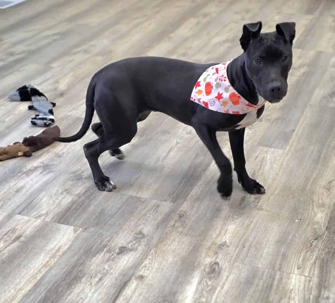 Bonnie ( 9 Months ) Female image 1