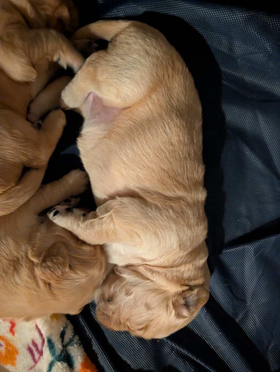 Golden retriever puppies image 5