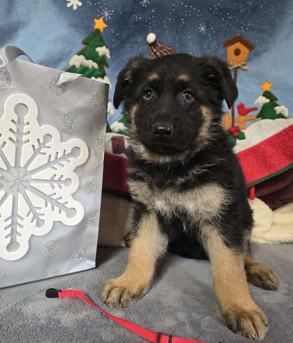 AKC Long-haired German Shepherd Puppies image 1