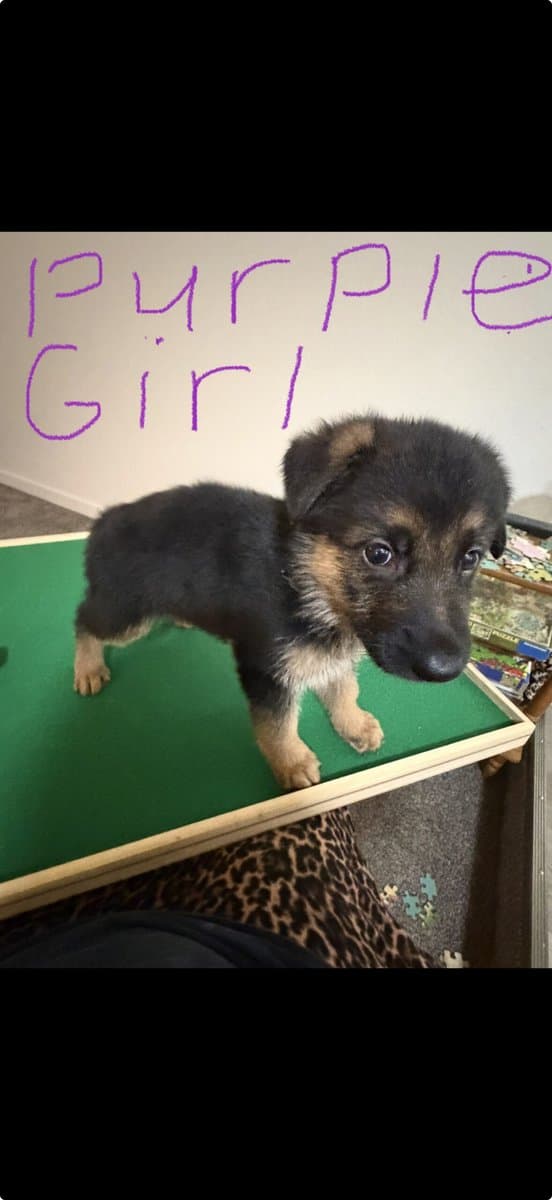 AKC purebred German Shepherd puppies image 6